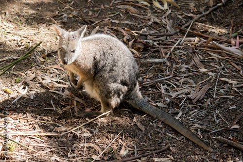 the tammar wallaby is becoming hard to find as their habitat is being destroyed