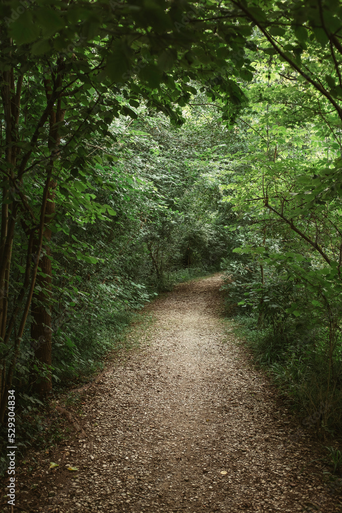 Dirt road amidst trees in forest Dirt road amidst trees in forest