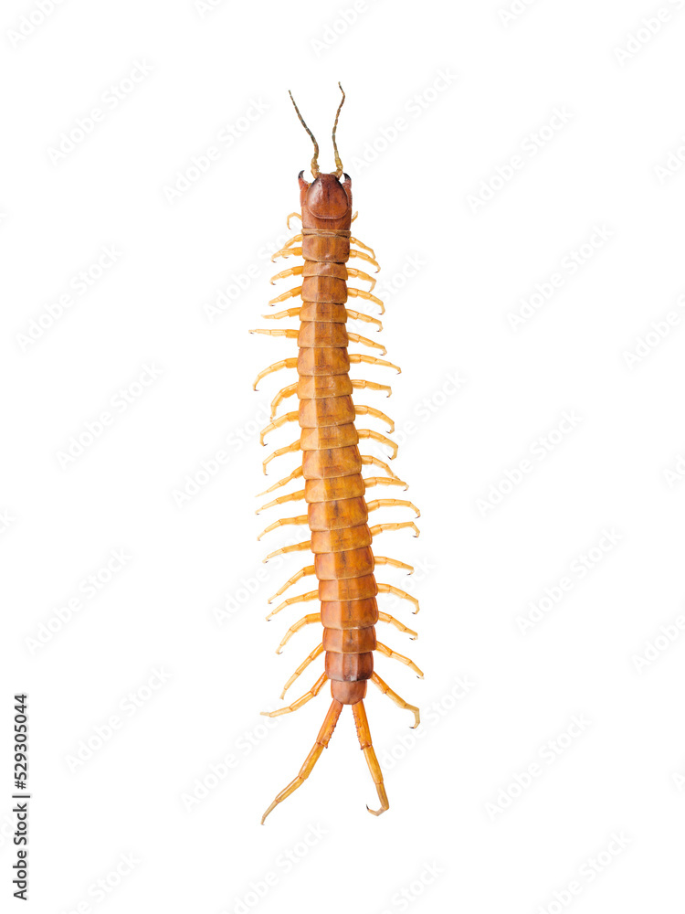 Overhead view of centipede over white background Overhead view of centipede over white background