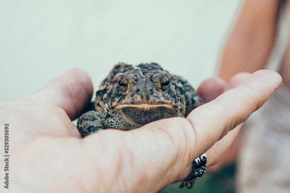 Portrait of frog on woman's hand Portrait of frog on woman's hand