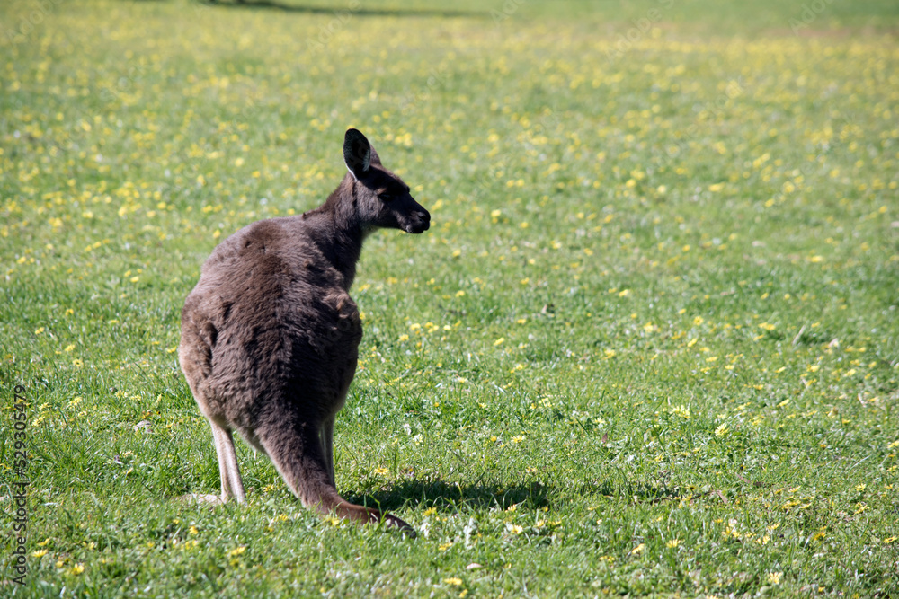 the western grey kangaroo is looking over its shoulder the western grey kangaroo is looking over its shoulder