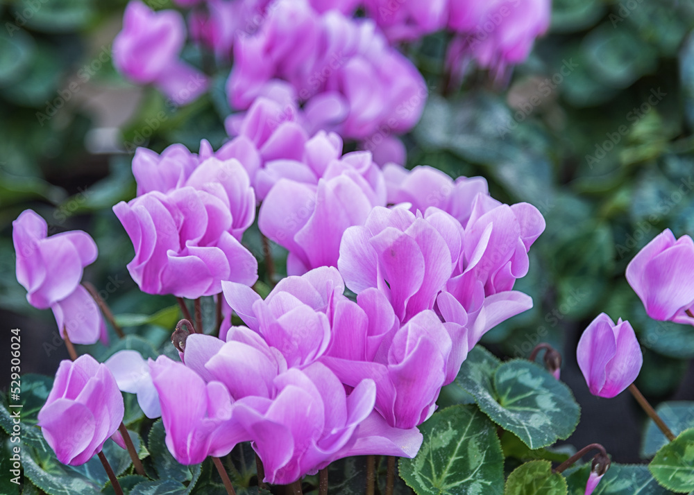 Cyclamen, perennial flowering plants with lilac flowers, upswept petals and variably patterned leaves Cyclamen, perennial flowering plants with lilac flowers, upswept petals and variably patterned leaves