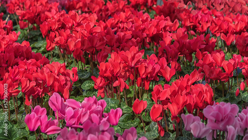 Cyclamen, perennial flowering plants with flowers with upswept petals and variably patterned leaves. Autumn flowers for gardens, parks, terraces and flower bed