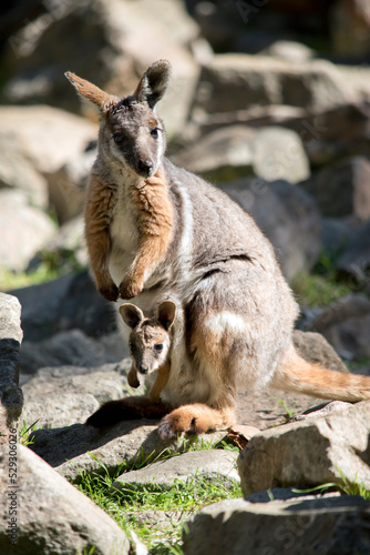 the yellow footed rock wallaby is is an Australian marsupial photo