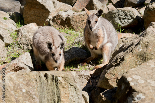 Fototapeta Naklejka Na Ścianę i Meble -  the two yellow footed rock wallabies are looking for food