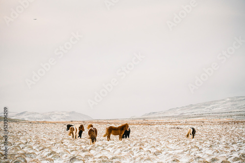 Wallpaper Mural Icelandic horses on snowy field against clear sky Torontodigital.ca