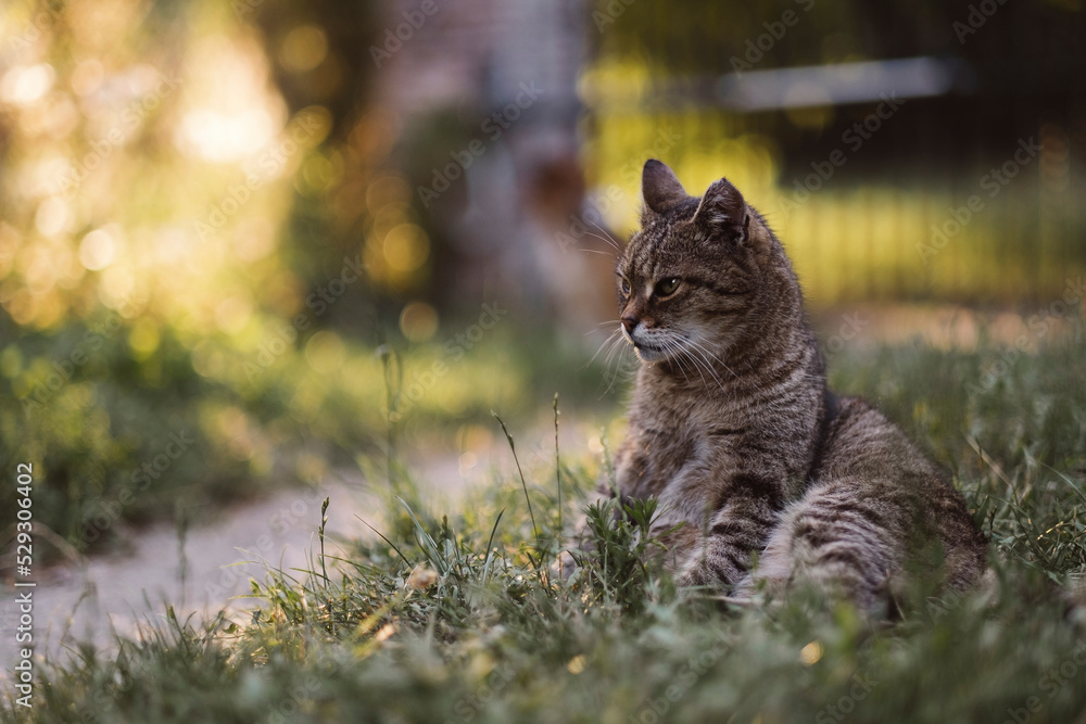 Cat looking away while sitting on grassy field at yard Cat looking away while sitting on grassy field at yard
