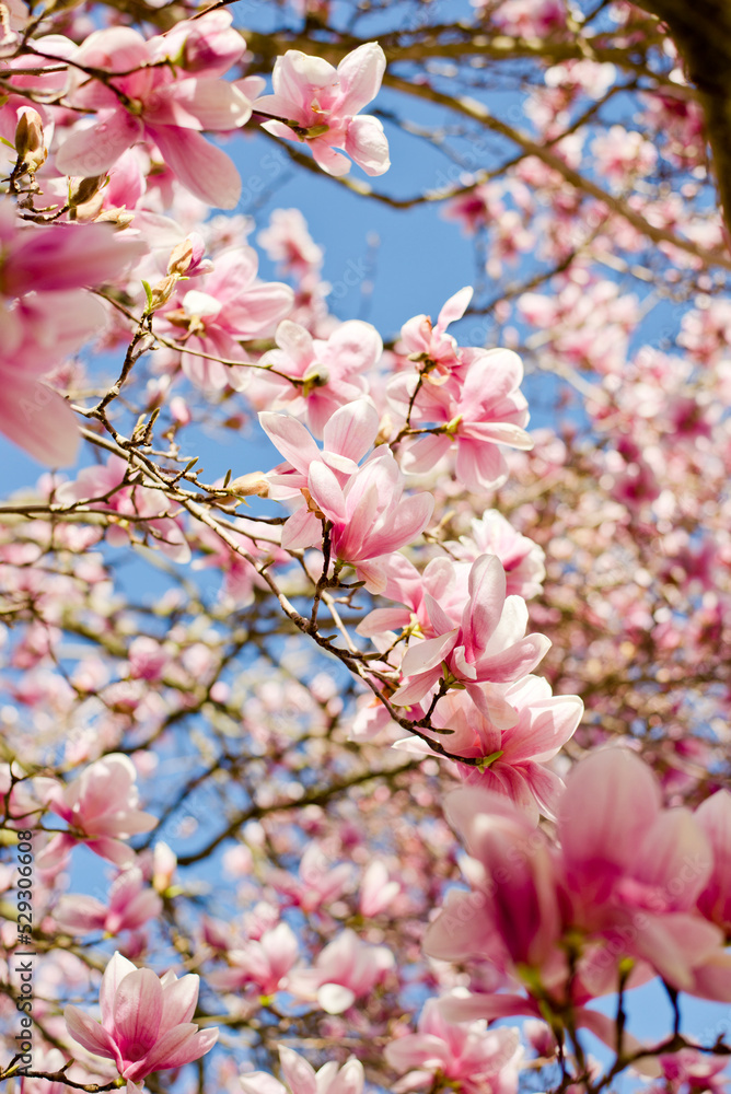 Close-up of pink magnolia blooming on branches Close-up of pink magnolia blooming on branches