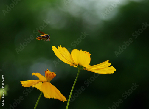 Close-up of bee buzzing by yellow cosmos flowers