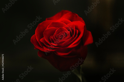 Close-up of red rose blooming outdoors at night
