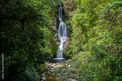 Scenic view of Dorothy falls by trees in forest photo