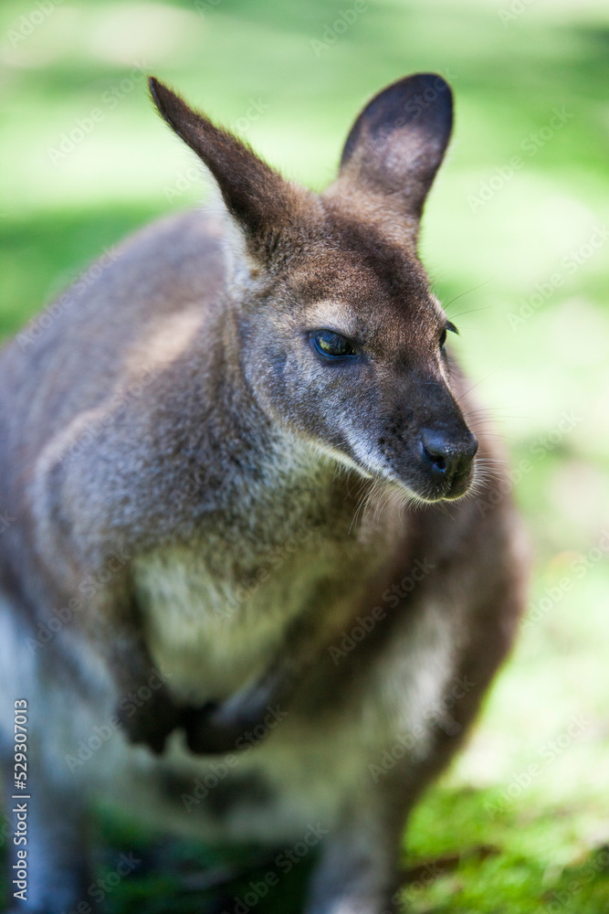 Close-up of kangaroo looking away while sitting on grassy field Close-up of kangaroo looking away while sitting on grassy field