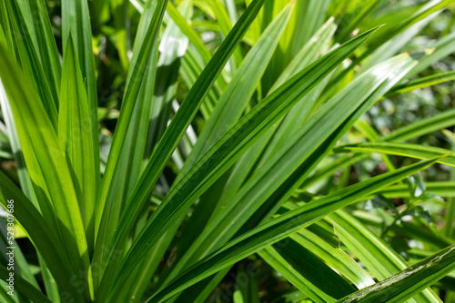 Green pandan leaves in the garden.