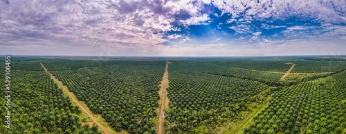 oil palm cultivation photo