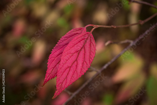 colorful autumn leaves in dark autumn day