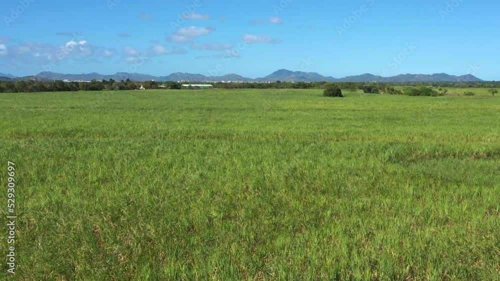 Sugar cane fileds plantation at caribbean countryside, agriculture concept Sugar cane fileds plantation at caribbean countryside, agriculture concept