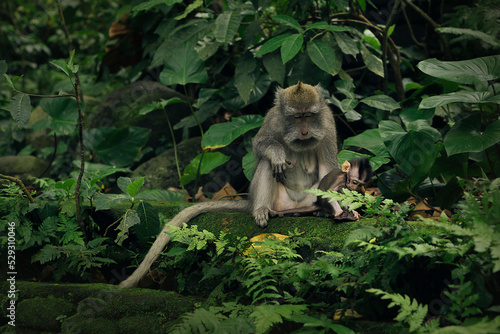 Close-up of monkey and infant sitting on mossy rock by plants in forest