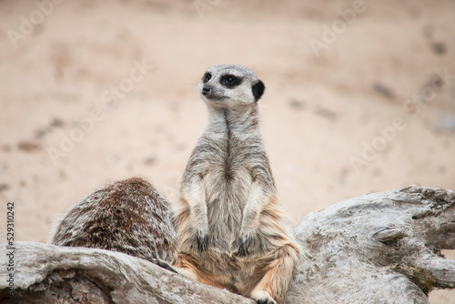 funny happy meerkat in the desert looking © mikitiger
