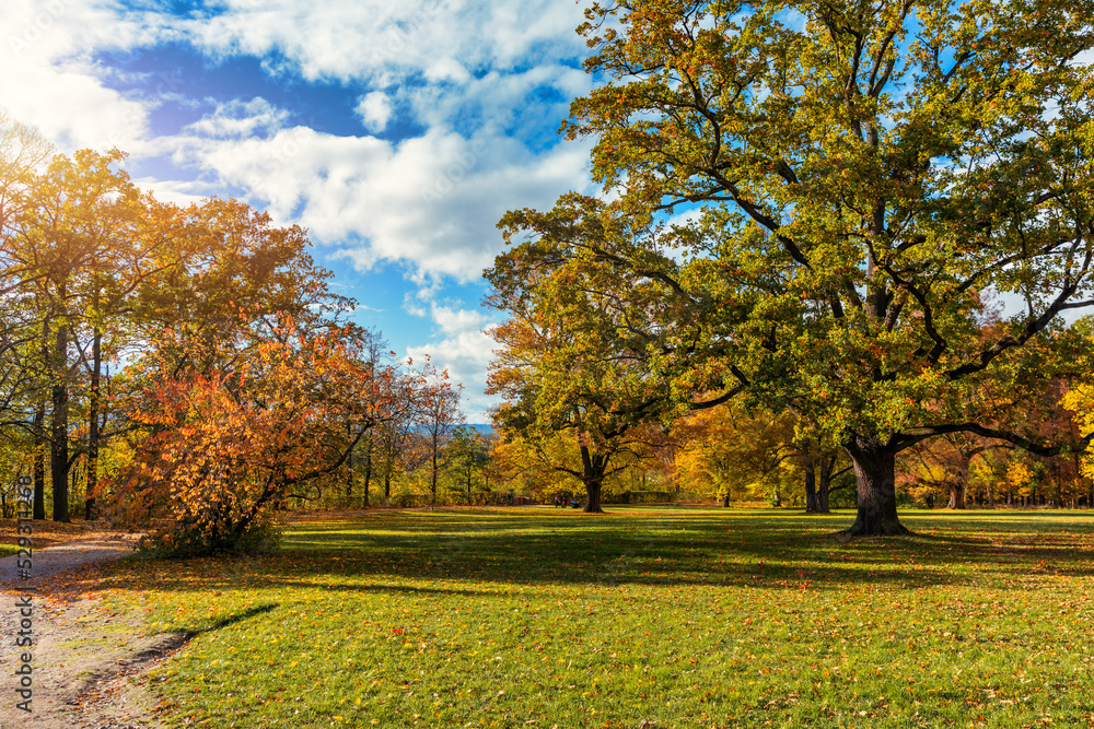 Golden autumn scene in a park, with falling leaves, the sun shining through the trees and blue sky. Colorful foliage in the park, falling leaves natural background Golden autumn scene in a park, with falling leaves, the sun shining through the trees and blue sky. Colorful foliage in the park, falling leaves natural background