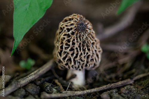 Close-up of morel mushroom growing on field photo