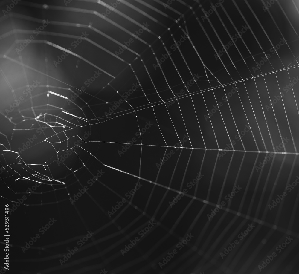 Close-up of spider web over black background Close-up of spider web over black background