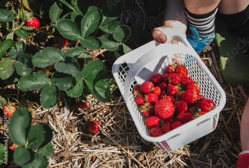 Cropped hand of boy holding fresh harvested strawberries in basket on field