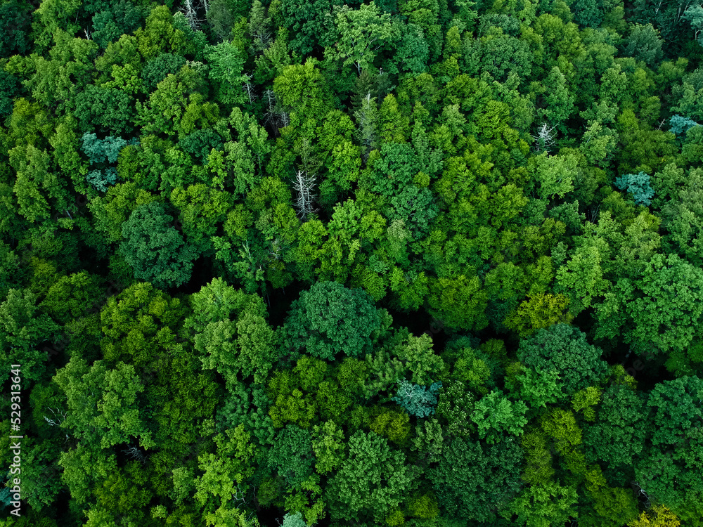 Aerial view of trees growing in Pisgah National Forest Aerial view of trees growing in Pisgah National Forest