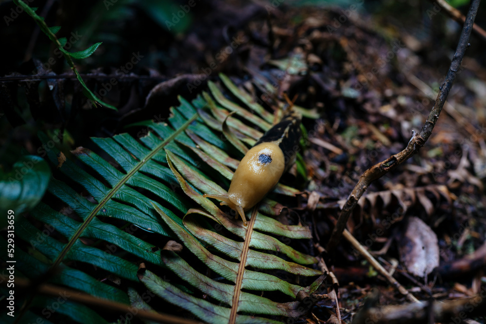 High angle view of banana slug on leaf in forest High angle view of banana slug on leaf in forest