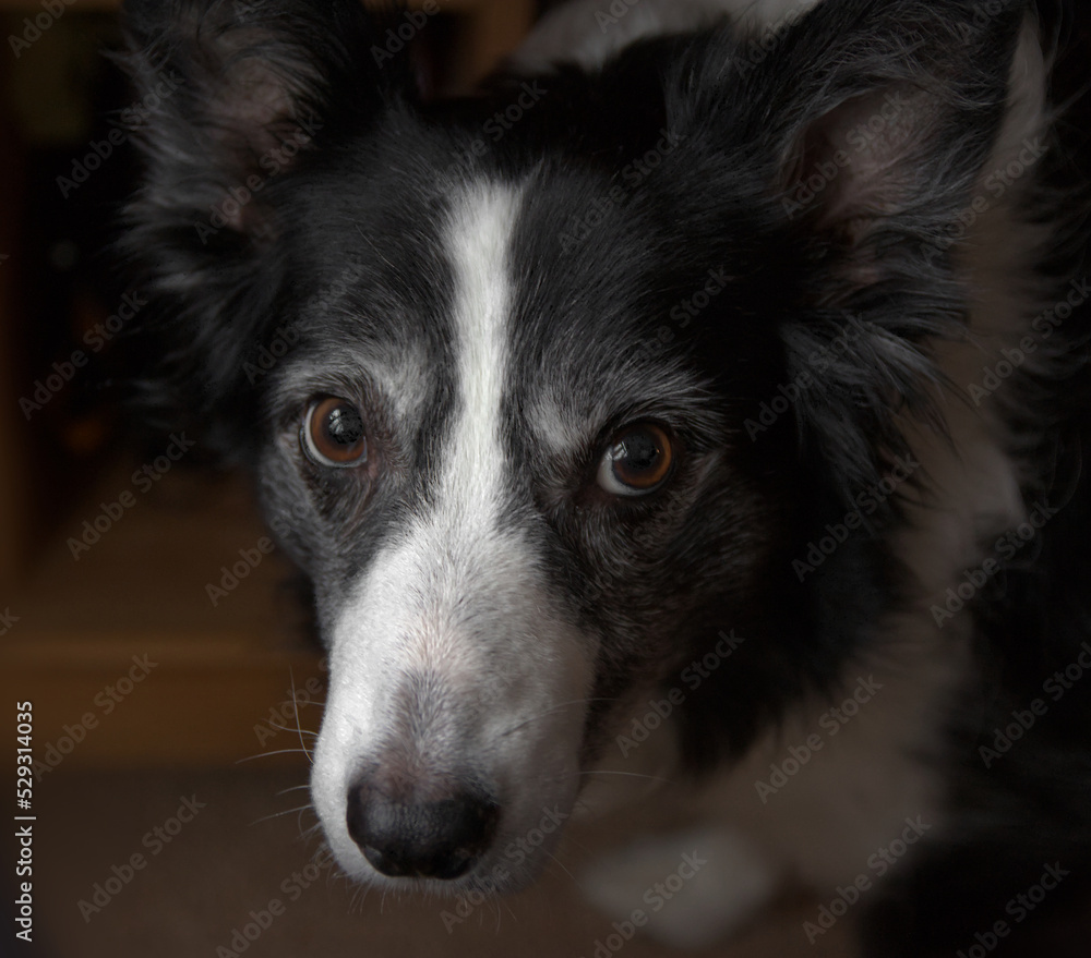 Fototapeta premium border collie dog