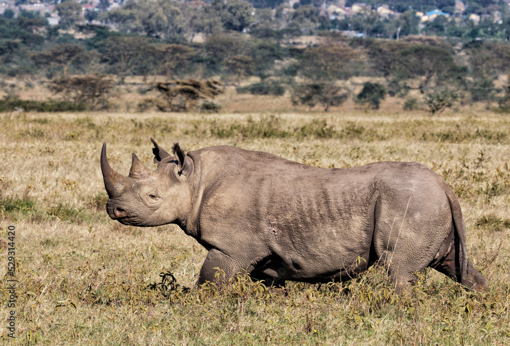Side view of rhinoceros walking on field Side view of rhinoceros walking on field