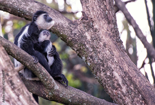 Black and white colobus with infant sitting on branch in forest photo