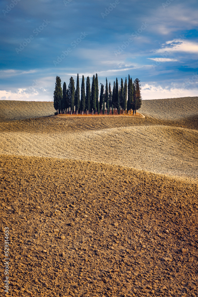 Fototapeta premium Cipressi Di San Quirico D'Orcia at golden hour with beautiful warm light and clouds on hills italian landscape in Tuscany in Italy. Group of italian cypresses called Cipressi di San Quirico d'Orcia.