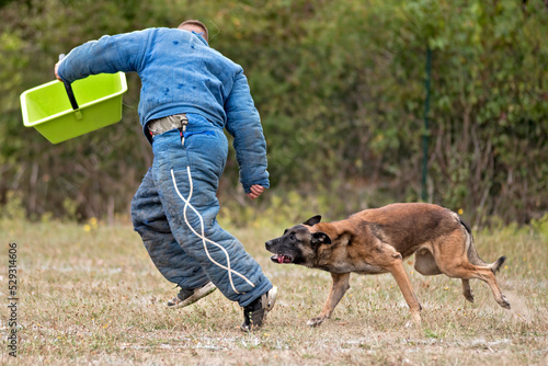 berger belge malinois en ring  photo