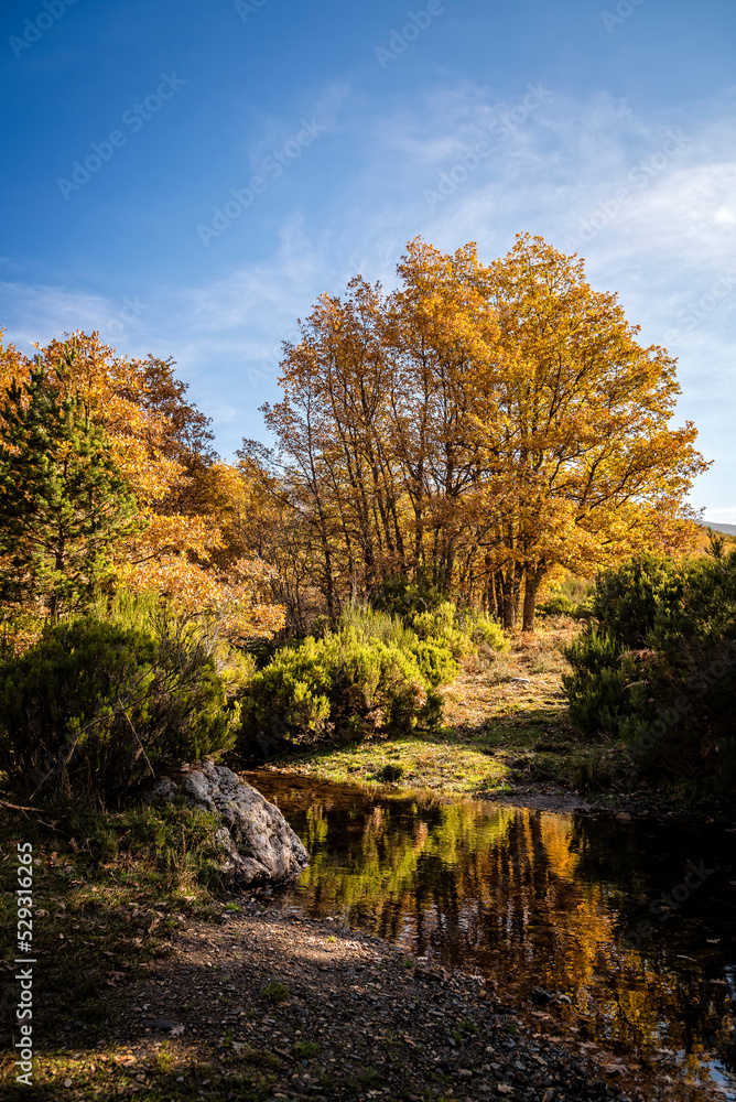 Stream in forest against sky during autumn Stream in forest against sky during autumn