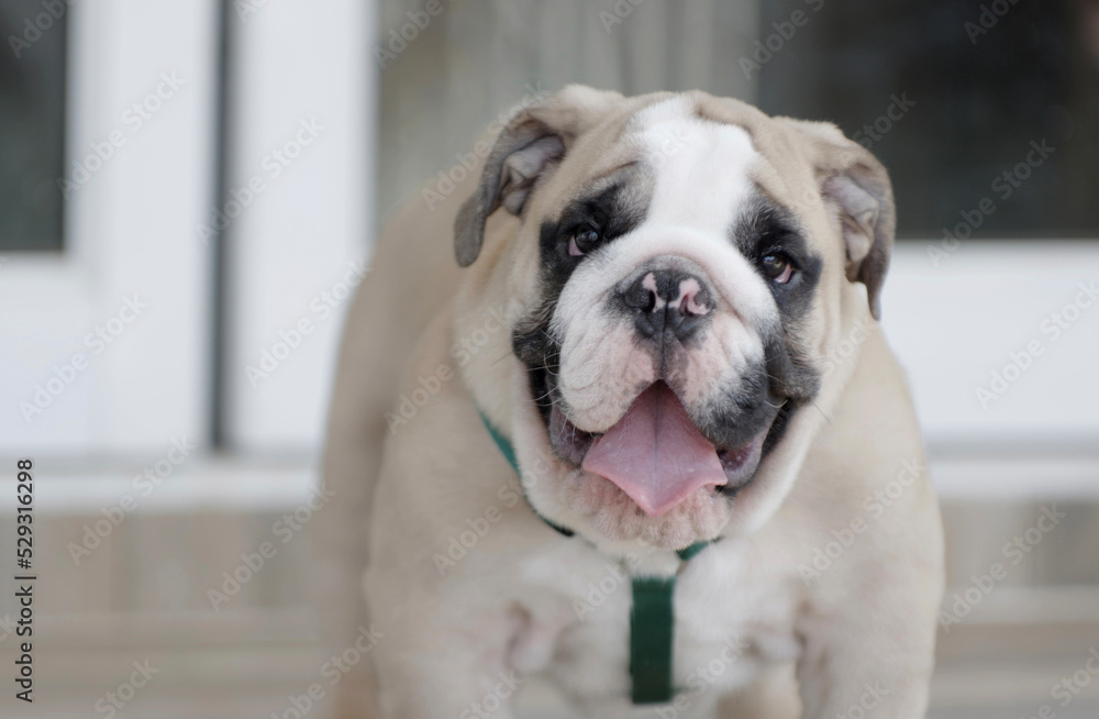 Portrait of English Bulldog sticking out tongue at home Portrait of English Bulldog sticking out tongue at home