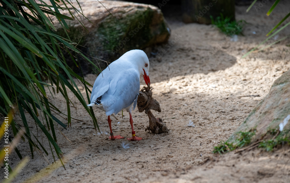 Obraz premium Pacific Gull (Larus pacificus)
