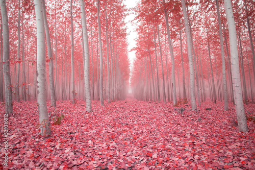 Scenic view of trees amidst pink fallen leaves in forest during autumn