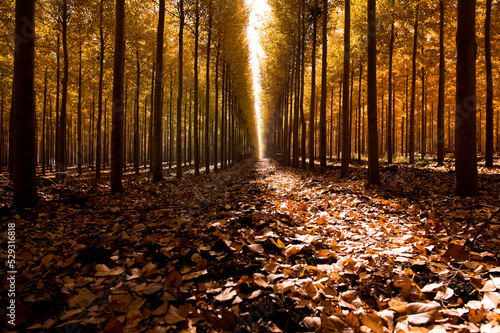 Scenic view of trees amidst fallen autumn leaves in forest