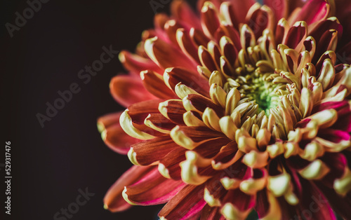 Close-up of chrysanthemum against black background photo