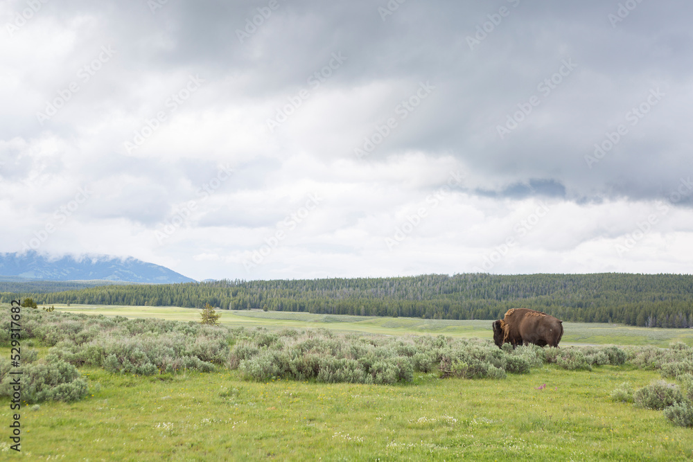 Side view of American Bison standing on grassy landscape against cloudy sky in Yellowstone National Park Side view of American Bison standing on grassy landscape against cloudy sky in Yellowstone National Park