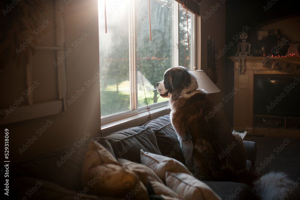 Large dog sits on couch and peacefully stares out the window Stock