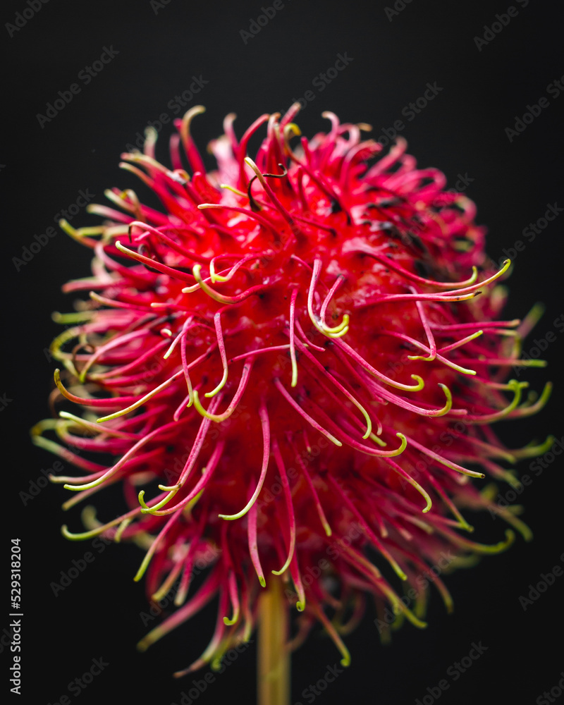 Macro of lichi fruit with a dark background Macro of lichi fruit with a dark background