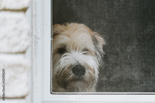 Close-up portrait of hairy Schnauzer seen through window in house