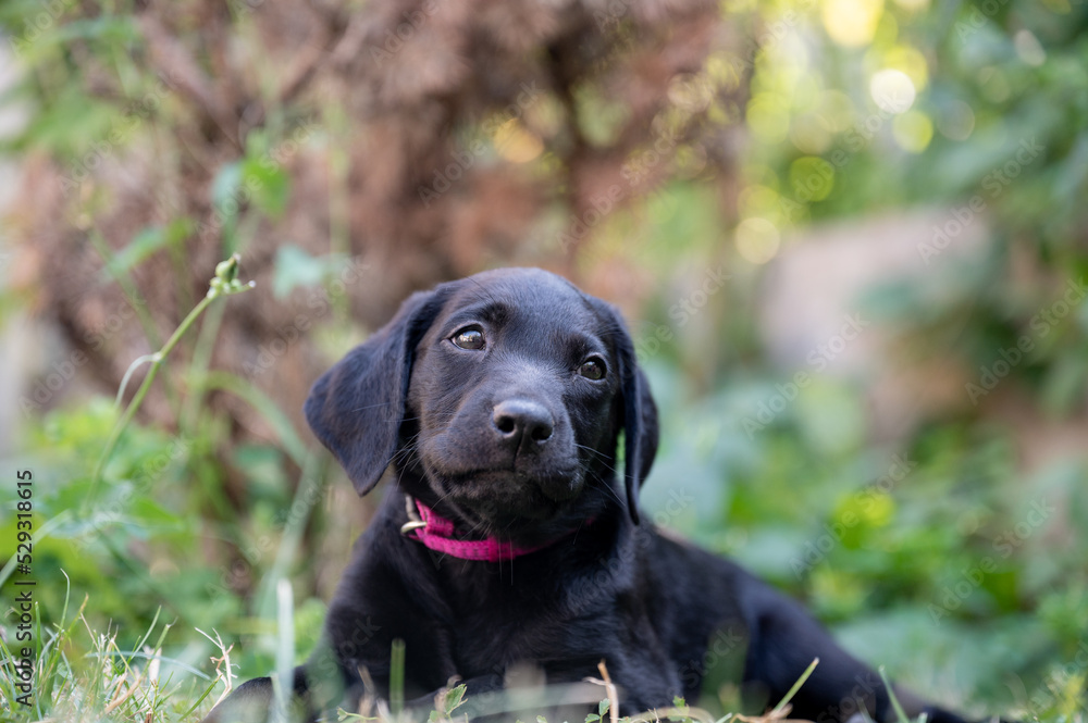 Labrador puppy lying in the grass Labrador puppy lying in the grass