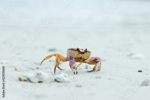 Close-up of a Ghost Crab in the Huatulco Beach photo