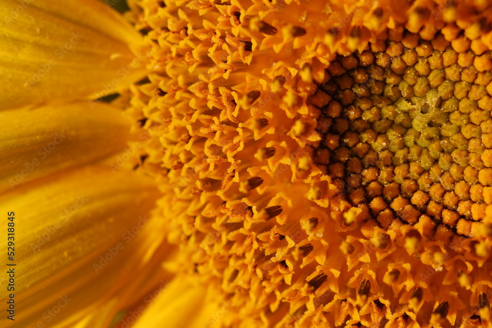 sunflower, flower, nature, summer, yellow, plant, macro, closeup, sunflowers, flowers, flora, beautiful sunflower, flower, nature, summer, yellow, plant, macro, closeup, sunflowers, flowers, flora, beautiful