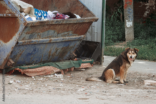 STray dog is sitting on ground near trash dumpster in ghetto