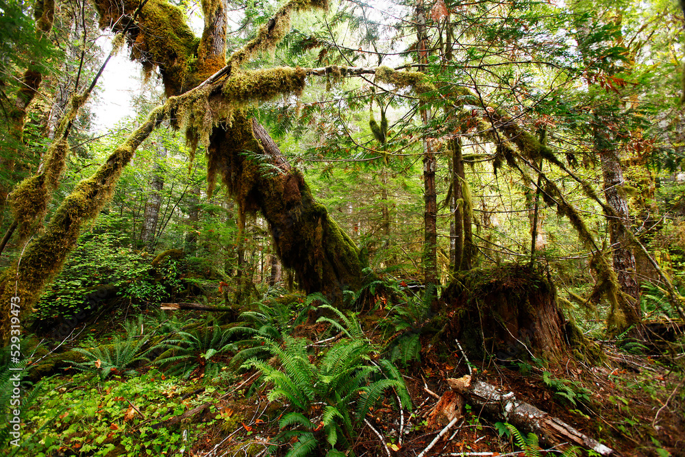 olympic national park