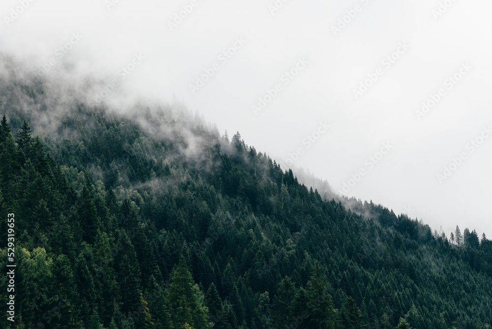 Misty day on woods in the mountain Misty day on woods in the mountain