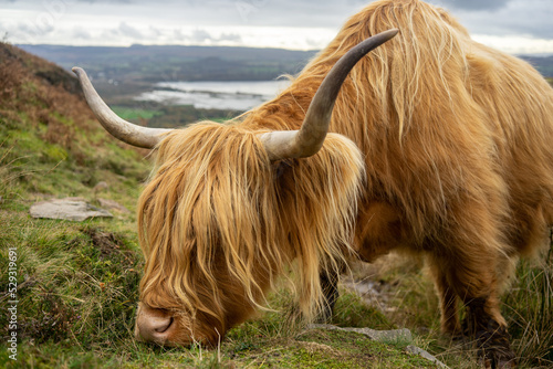 Highland Cow grazing on grass in Scotland photo